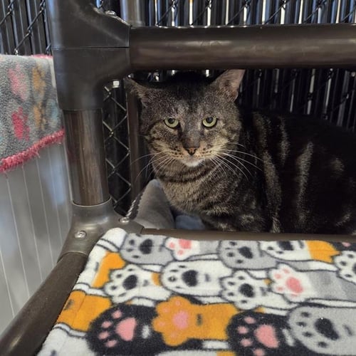 BUOY - Domestic Short Hair available for adoption