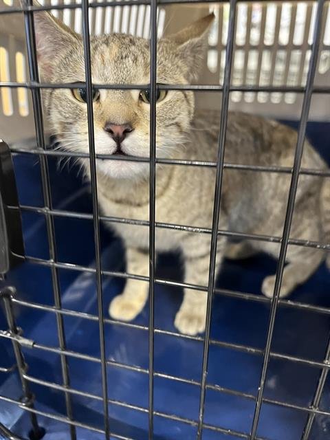 BUTTERCUP - Domestic Short Hair available for adoption