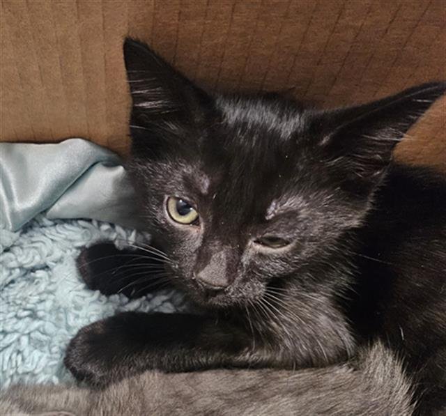 JETT - Domestic Short Hair available for adoption