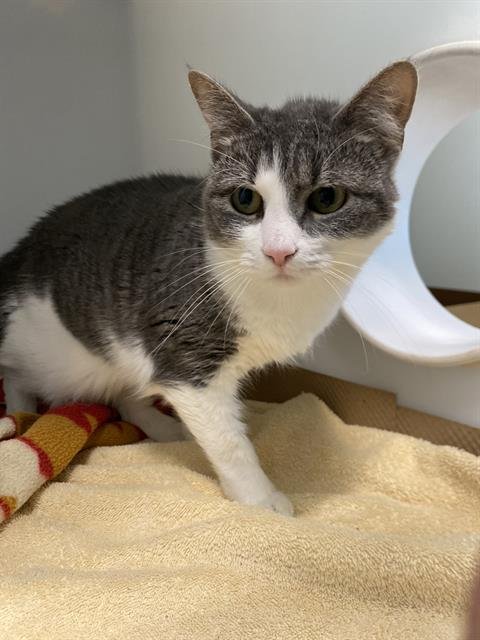 SISSY - Domestic Short Hair available for adoption