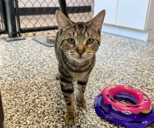 SAM - Domestic Short Hair available for adoption