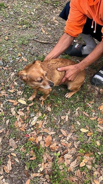 DARLA - Chihuahua available for adoption