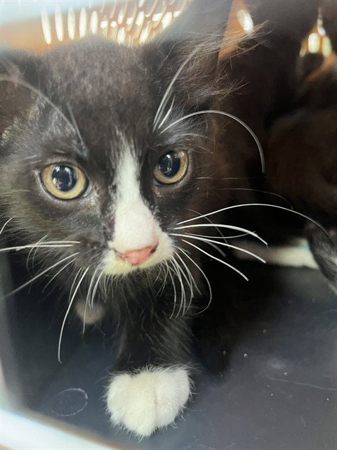 MAX - Domestic Short Hair available for adoption
