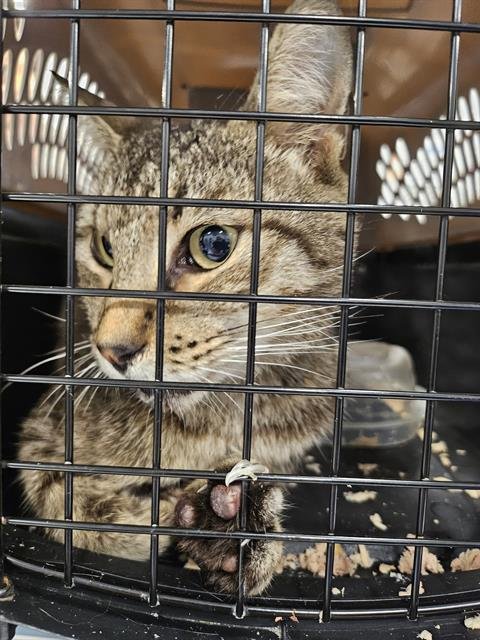 ARNOLD - Domestic Short Hair available for adoption