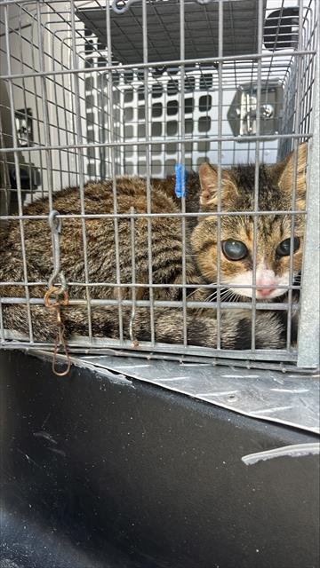 A134782 - Domestic Medium Hair available for adoption