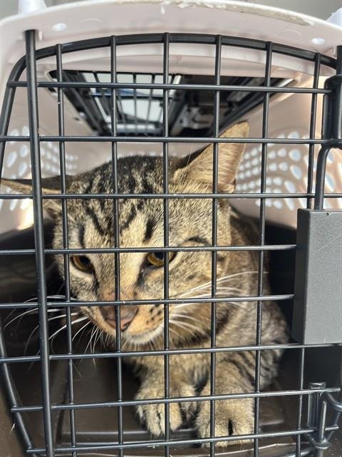 TOSTITO - Domestic Short Hair available for adoption