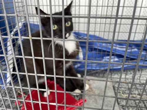 HAYDEN - Domestic Short Hair available for adoption