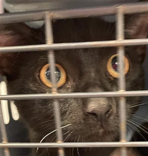 A135187 - Manx available for adoption