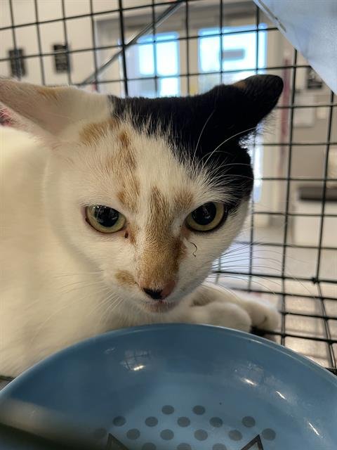 A134607 - Domestic Short Hair available for adoption