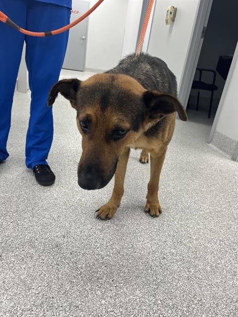 GUNTHER - German Shepherd Dog available for adoption