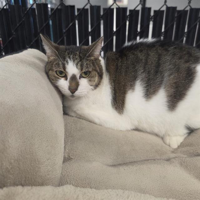 MALALA - Domestic Short Hair available for adoption