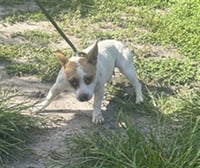 A138945 - Photo 1