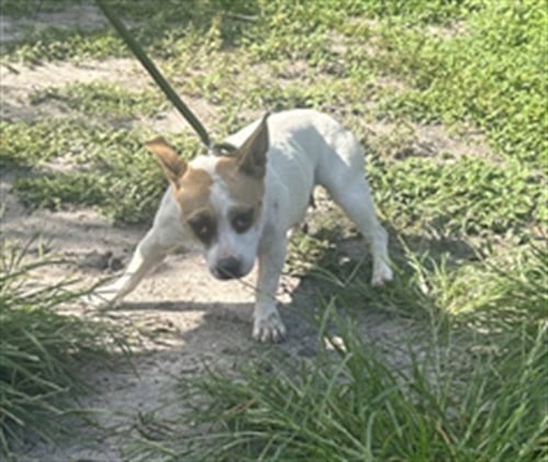 A138945 - Chihuahua available for adoption