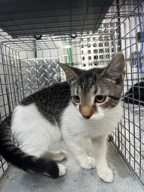 A138609 - Domestic Short Hair available for adoption