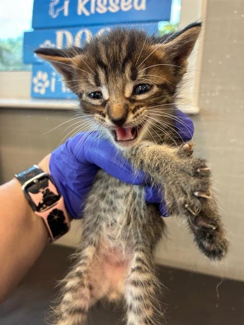 CHARLIE - Domestic Short Hair available for adoption