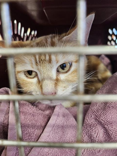 PHEONIX - Domestic Short Hair available for adoption