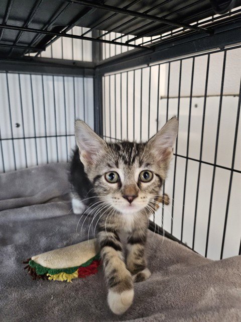 MIMI - Domestic Short Hair available for adoption