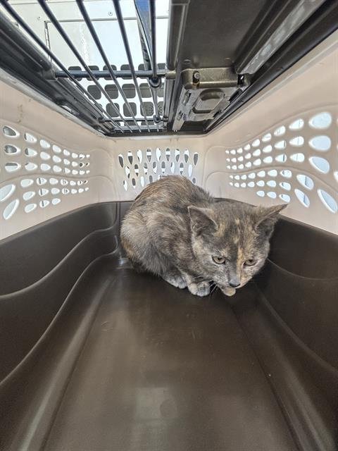 DOVE - Domestic Short Hair available for adoption