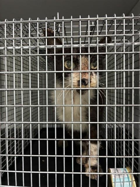 A138282 - Domestic Short Hair available for adoption