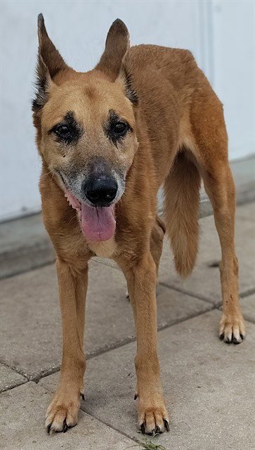 VIOLA - German Shepherd Dog available for adoption