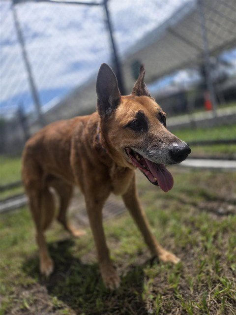 VIOLA - German Shepherd Dog available for adoption
