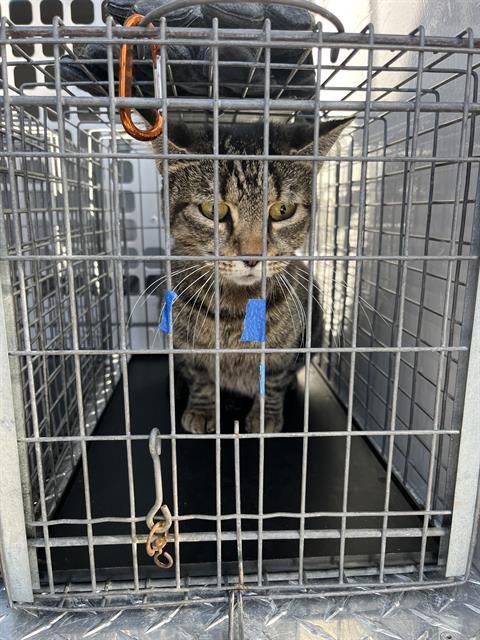 CORA - Domestic Short Hair available for adoption