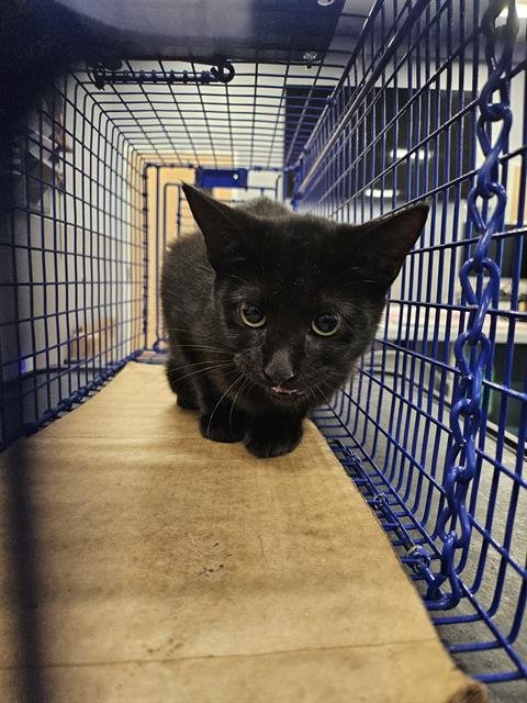 A134436 - Domestic Short Hair available for adoption