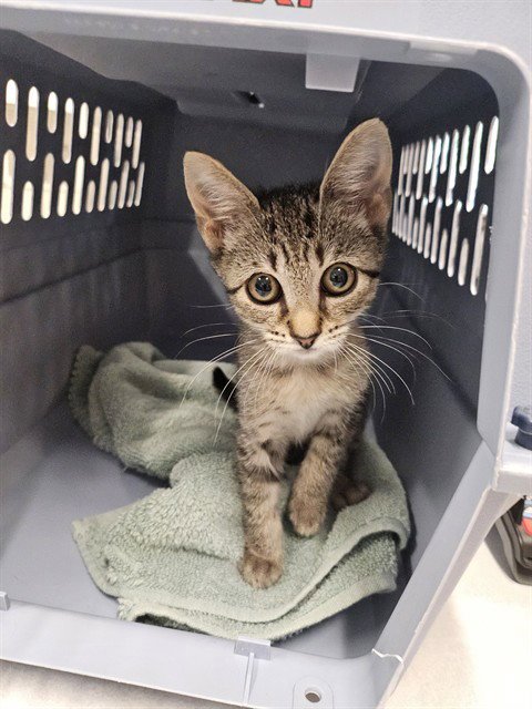 SPRINKLES - Domestic Short Hair available for adoption