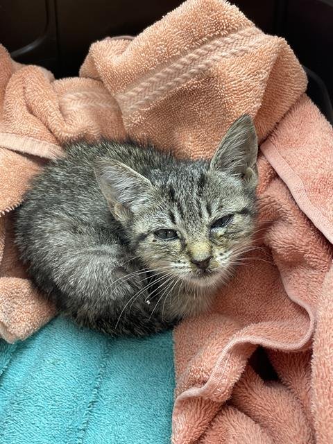 A138388 - Domestic Short Hair available for adoption