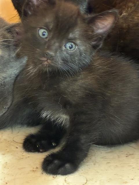 PENNY - Domestic Short Hair available for adoption