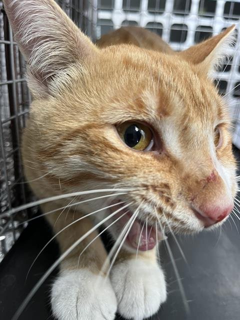 CLIFF - Domestic Short Hair available for adoption