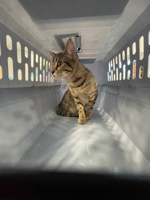 TOOTSIE - Domestic Short Hair available for adoption