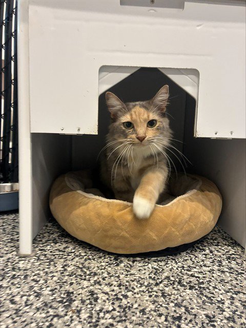 VARIEGATED - Domestic Short Hair available for adoption