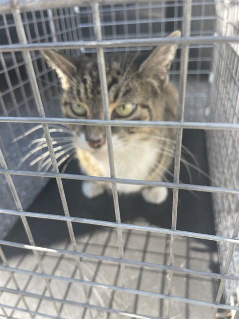 CARMEN - Domestic Medium Hair available for adoption