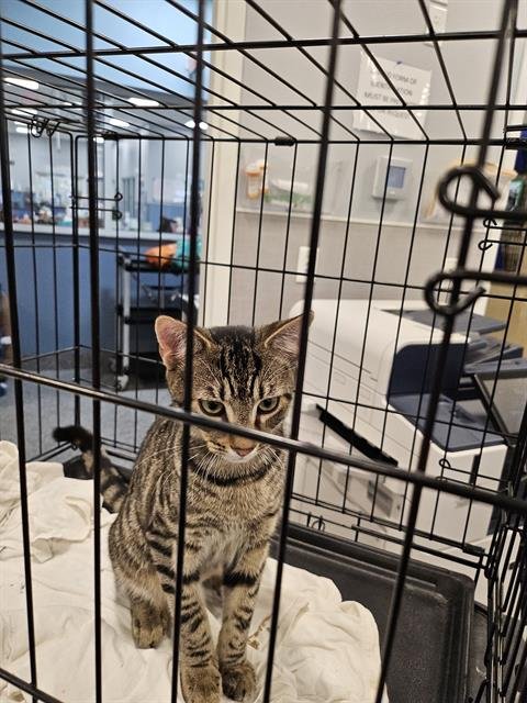 QUINCY - Domestic Short Hair available for adoption