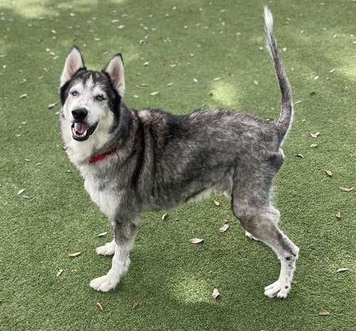 HERSHEL - Siberian Husky available for adoption