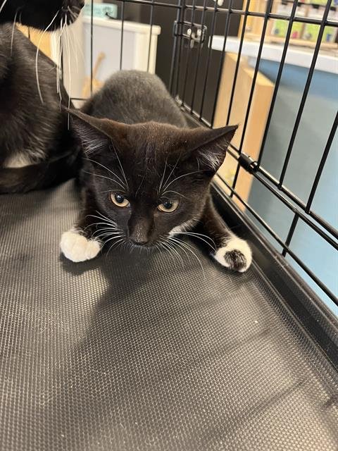 NALA - Domestic Short Hair available for adoption