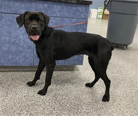 CLOVER - Cane Corso Mastiff available for adoption