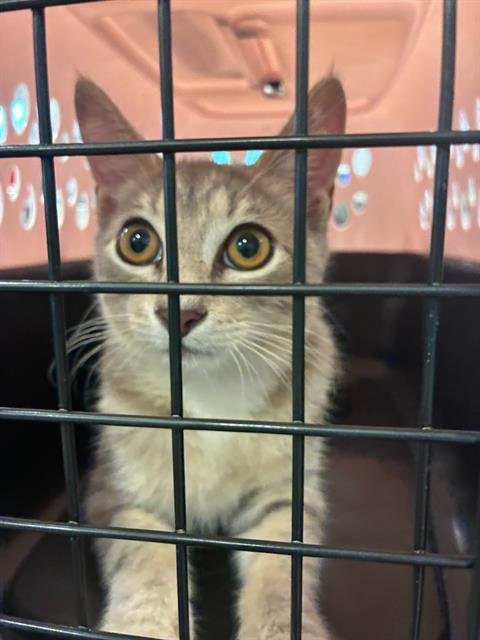 PAWS - Domestic Short Hair available for adoption