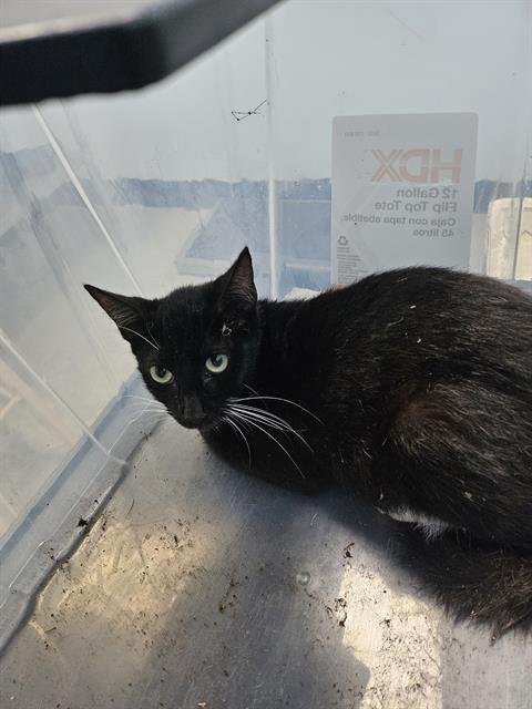 ABBY - Domestic Short Hair available for adoption