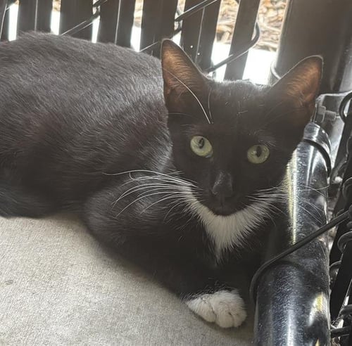 ABBY - Domestic Short Hair available for adoption