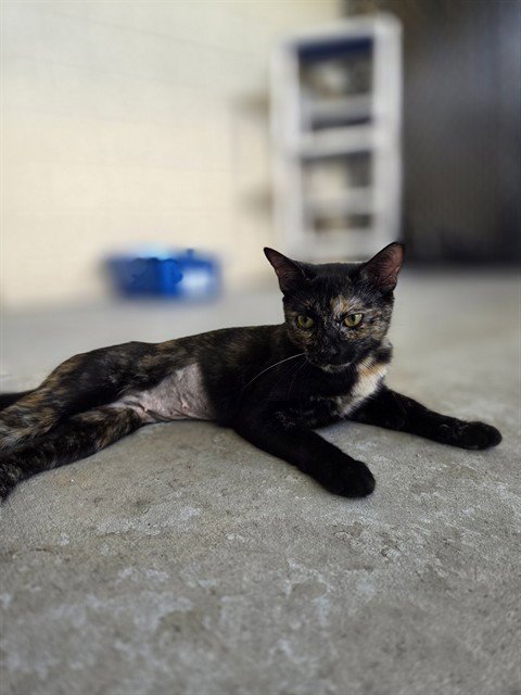 EMMA - Domestic Short Hair available for adoption