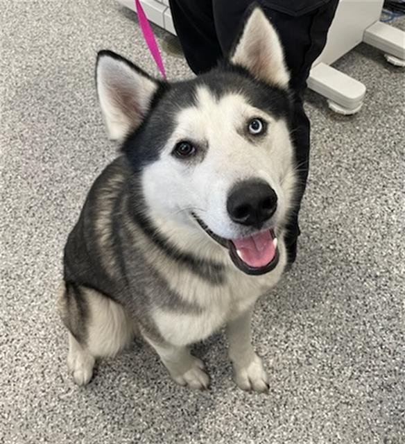 APOLLO - Siberian Husky available for adoption