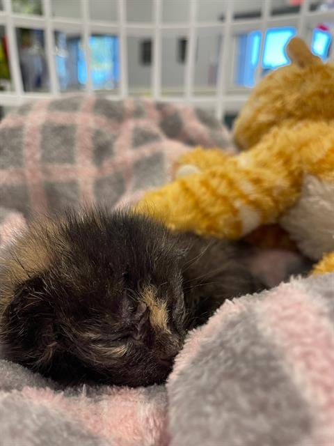 BEANS - Domestic Short Hair available for adoption