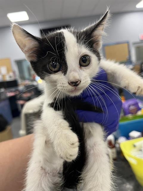 RUE - Domestic Short Hair available for adoption