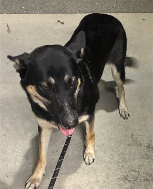 SASSY - German Shepherd Dog available for adoption
