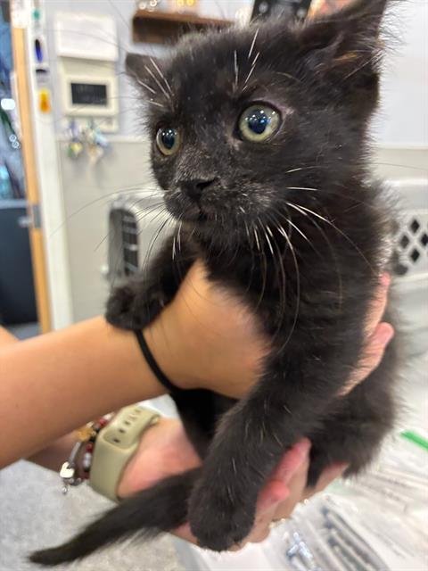 A137192 - Domestic Medium Hair available for adoption