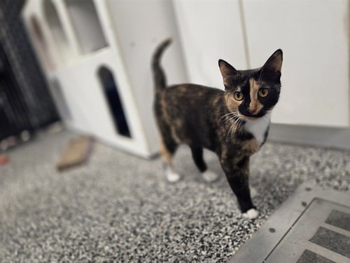 MIRANDA - Domestic Short Hair available for adoption