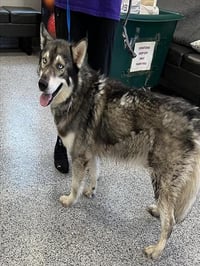 LOBO - Photo 1