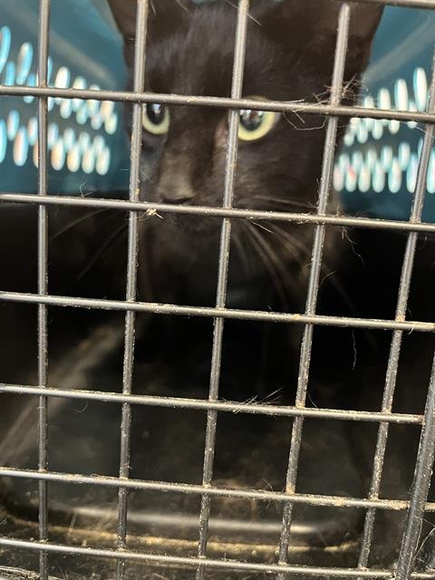 CINDER - Domestic Short Hair available for adoption